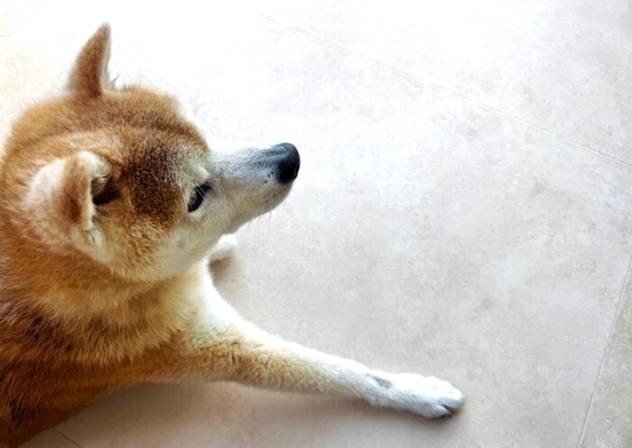 DOGS / ワンちゃん